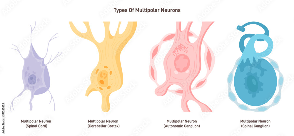 Multipolar neurons types. Nerve cell, main part of the human nervous