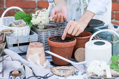 Fotografija Woman planting seeds in to flowerpot in soil, floriculture and flower planting c