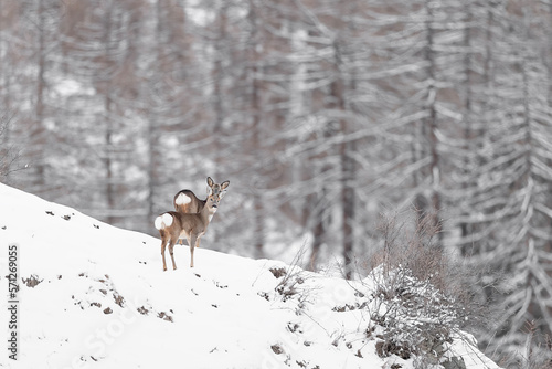 Roe deer female and male in the winter season (Capreolus capreolus) © manuel