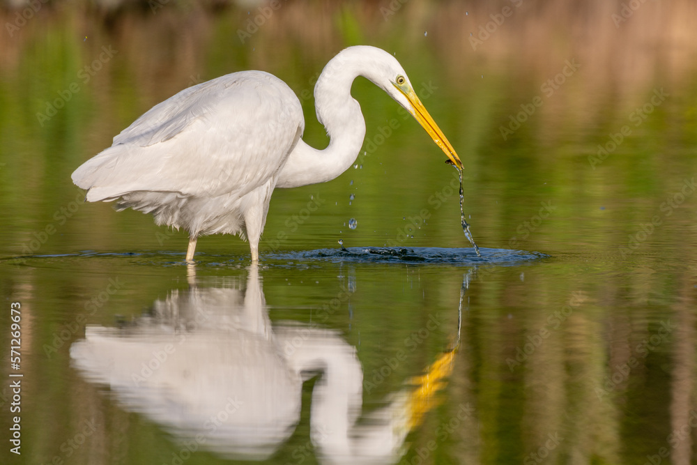 Great egret (Ardea alba) fishing in a river. Great egret (Ardea alba) fishing in a river.