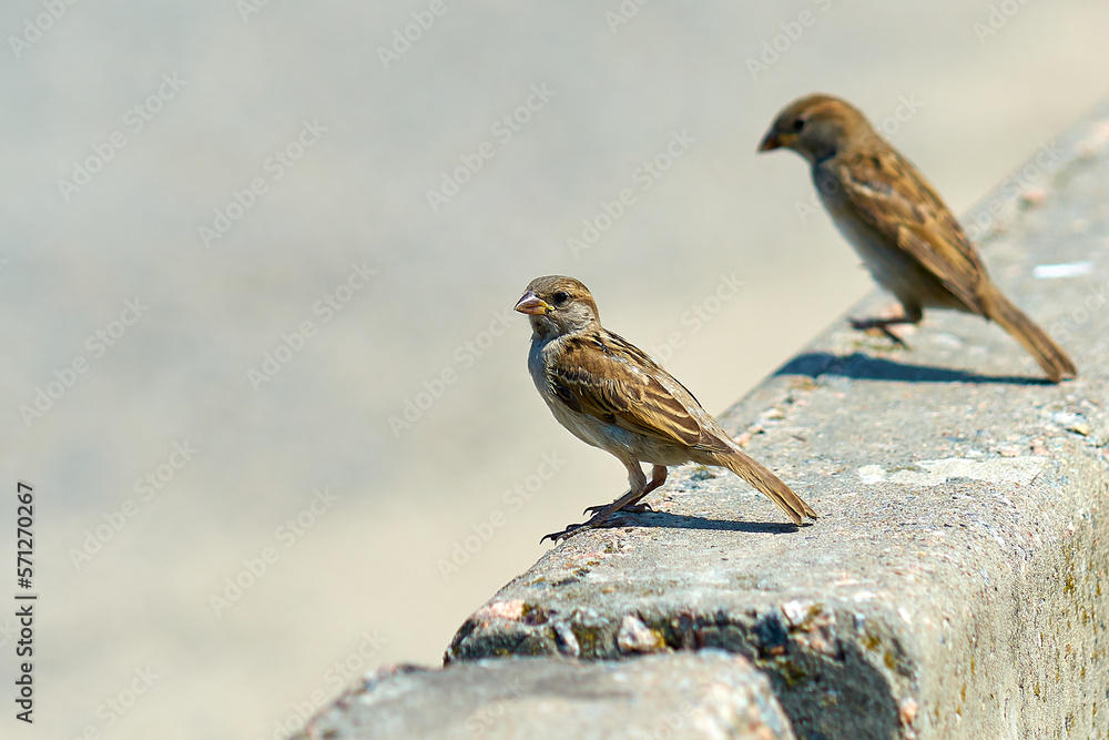 sparrow sits on a stone, small sparrow close-up sparrow sits on a stone, small sparrow close-up