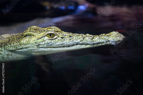 A young crocodile swims in the water.
