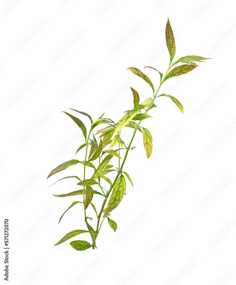 Fototapeta premium Andrographis paniculata plant on transparent png..