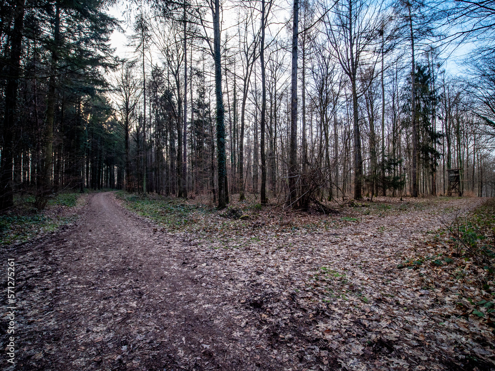 Waldweg im Winter