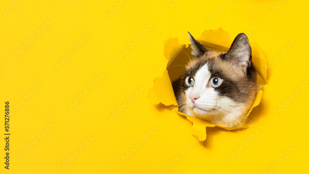 Portrait of cute cat breaking through hole in yellow paper background