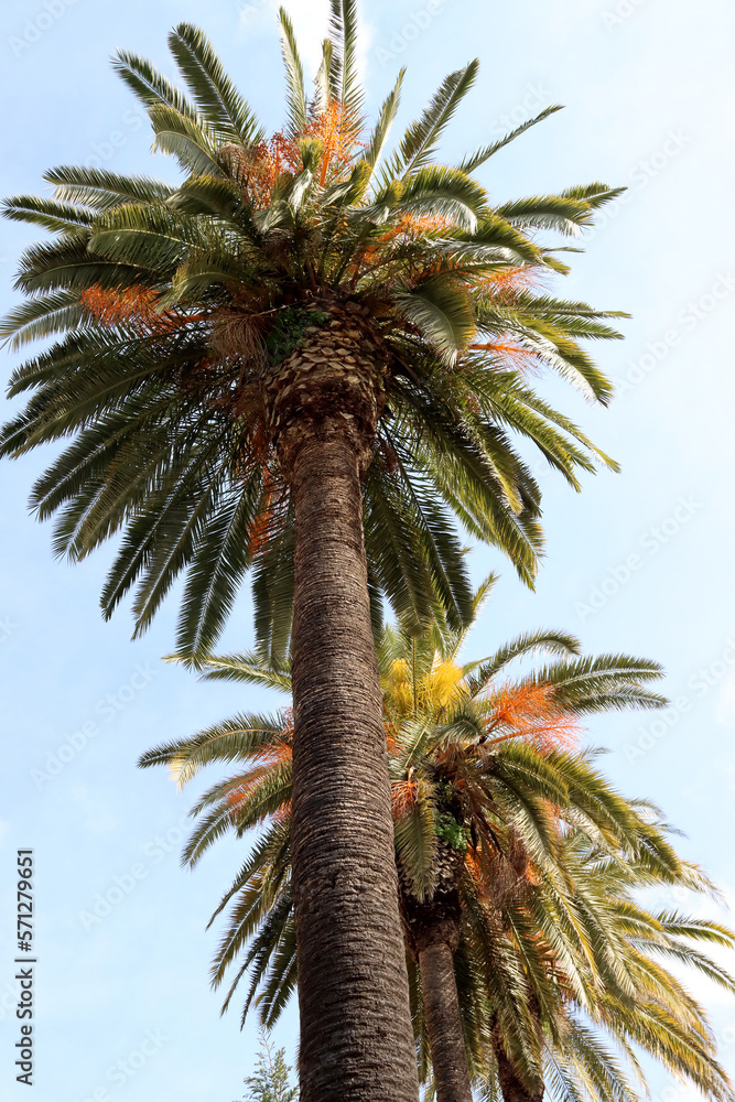 Fototapeta premium Tops of two palm trees with sunny day and blue sky in the background