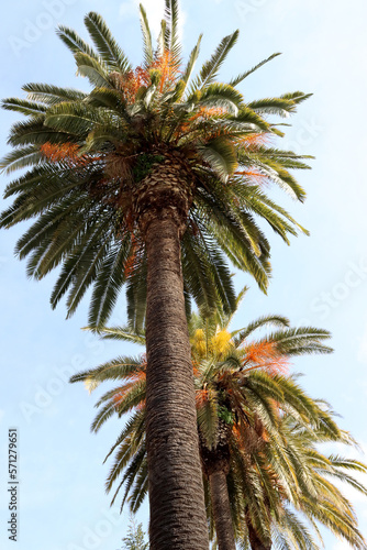 Tops of two palm trees with sunny day and blue sky in the background