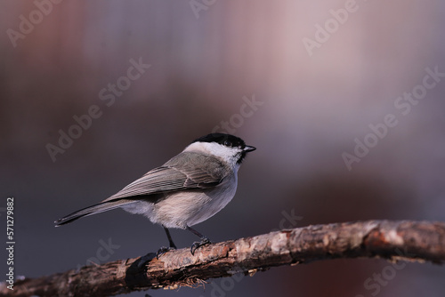 Marsh tit sitting sideways to the camera on a dry branch.