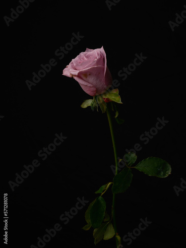 beautiful pink rose isolated on black background