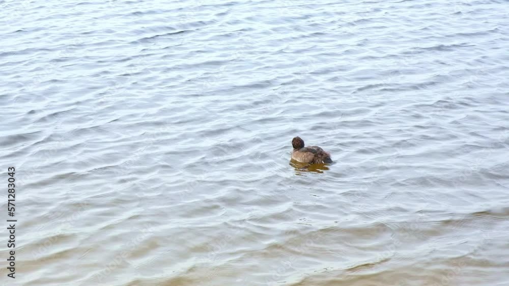 A duck swims in the lake. The duck dives into the water looking for food. Duck cleans feathers after water. A duck swims in the lake. The duck dives into the water looking for food. Duck cleans feathers after water.