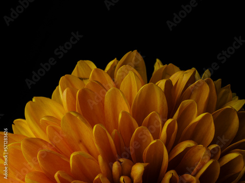 macro shot of a beautiful yellow flower