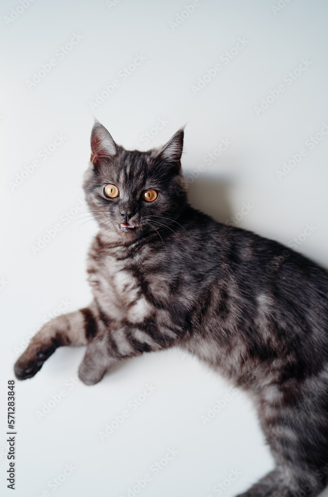 Adorable black little cat on white background.