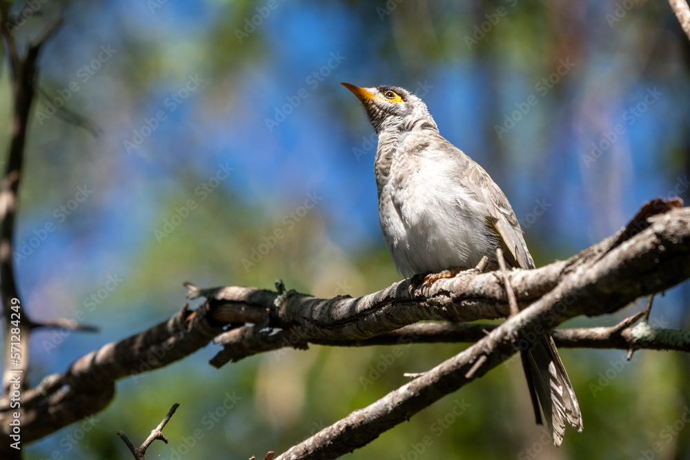 minor bird on a branch minor bird on a branch