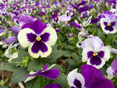 group of perennial white-violet Viola cornuta  known as horned pansy or horned violet 