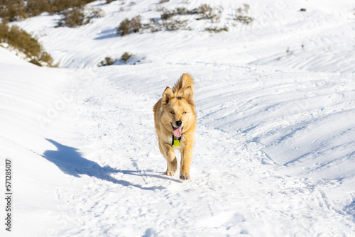 blue eyed tan dog with reflective yellow harness in snowy mountains
