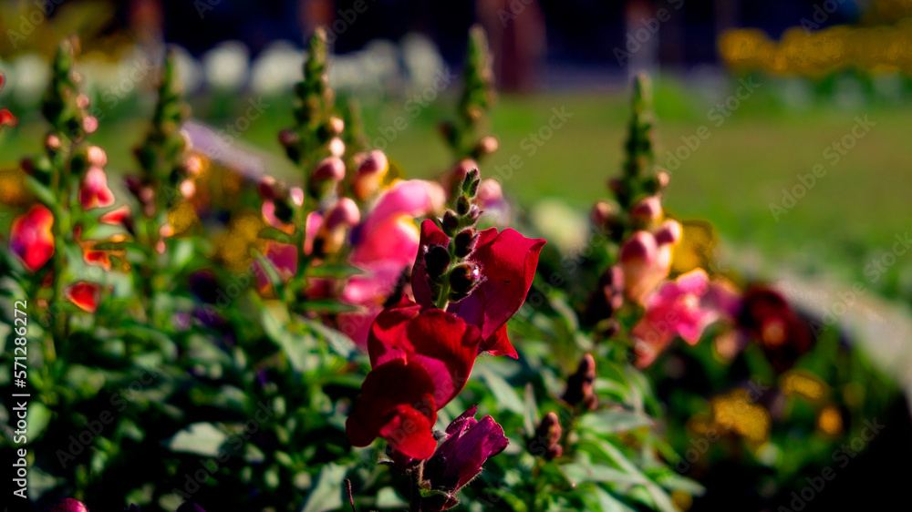 red flower green background blur