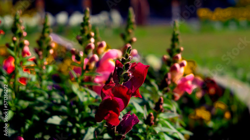 red flower green background blur
