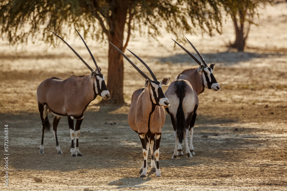 Three South African Oryx in alert in Kgalagadi transfrontier park, South Africa; specie Oryx gazella family of Bovidae Three South African Oryx in alert in Kgalagadi transfrontier park, South Africa; specie Oryx gazella family of Bovidae