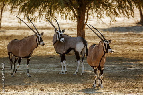 Three South African Oryx in alert in Kgalagadi transfrontier park, South Africa; specie Oryx gazella family of Bovidae