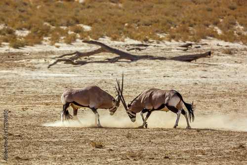 Two South African Oryx bull dueling in dry land in Kgalagadi transfrontier park, South Africa; specie Oryx gazella family of Bovidae