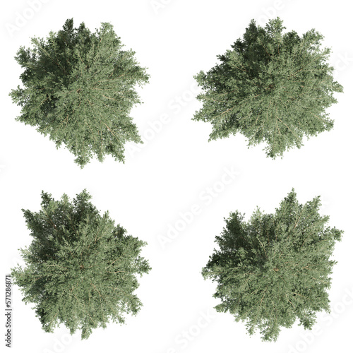 Set of pine trees  3D rendering. top view  plan view  for illustration  architecture presentation  visualization  digital composition