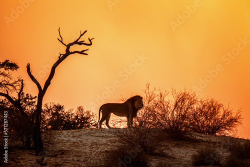 African lion standing on top of dune at dawn in Kgalagadi transfrontier park  South Africa  Specie panthera leo family of felidae