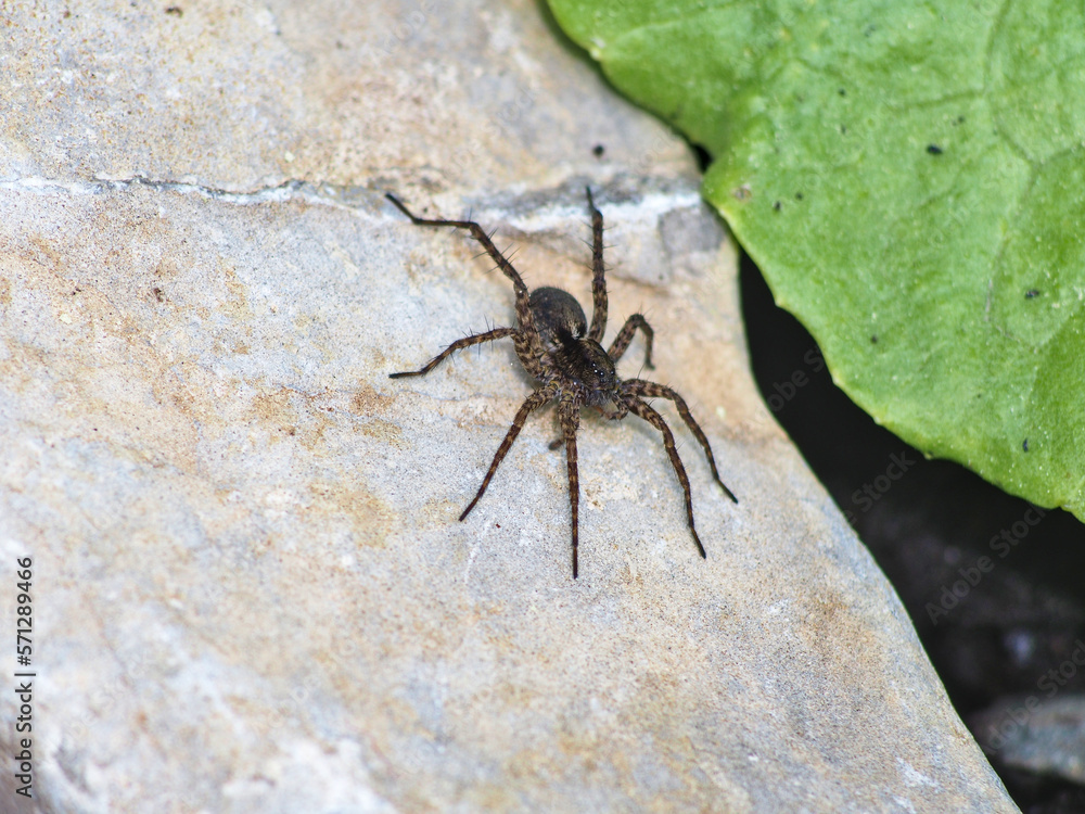 Spinne auf einem Stein neben einem grünen Blatt Spinne auf einem Stein neben einem grünen Blatt