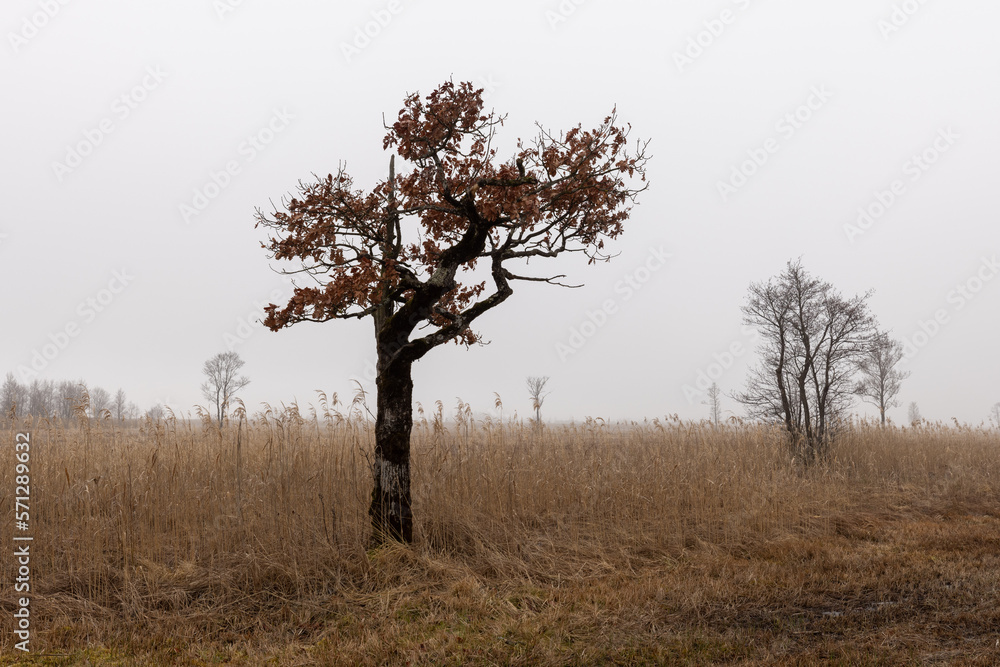 tree in the fog