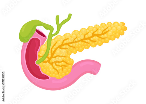 Anatomy Pancreas. Human internal organ. Digestive enzymes, pancreatic islet and other internal elements. Medical education, biology