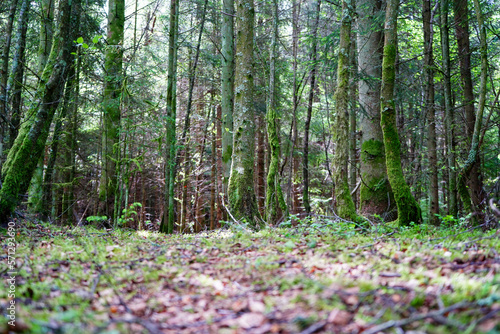 Green mossy woodland undergrowth 