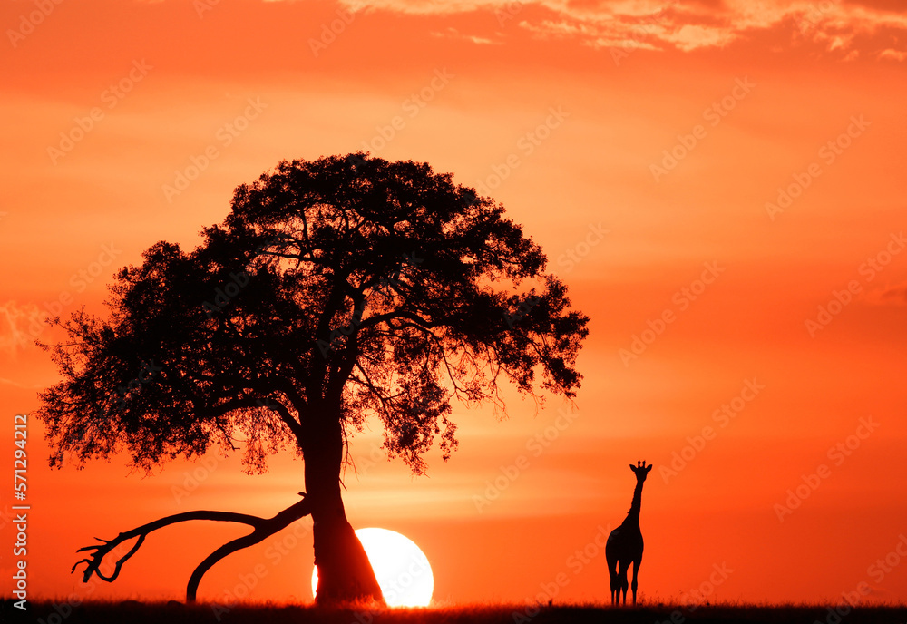 giraffe sunset