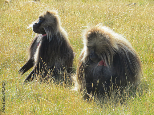 Gelada monkeys in the Simien Mountains Ethiopia, Africa