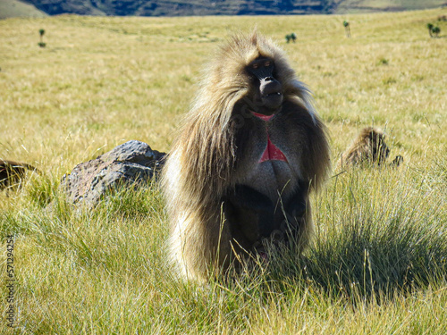 Big Gelada monkey in the Simien Mountains Ethiopia, Africa