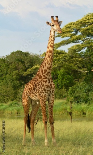 giraffe in the wild