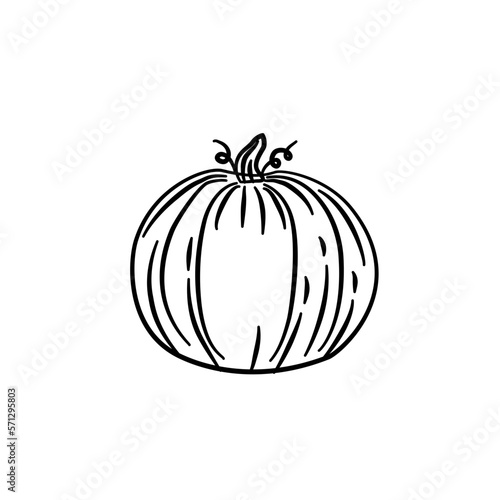 summer squash pumpkin vegetarian line illustration