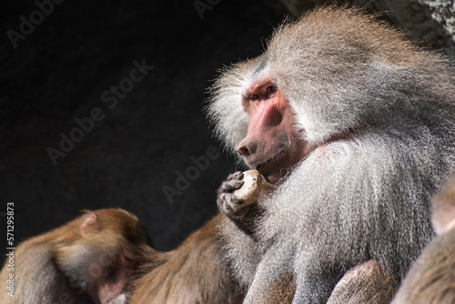 Tapety artystyczne baboon