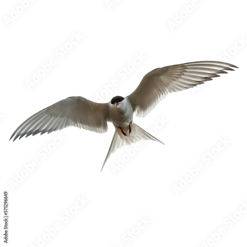 white arctic tern fly wings deployed on a transparent background photo