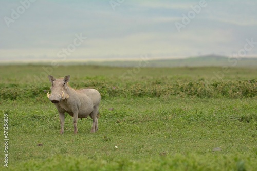 Warthog in savannah