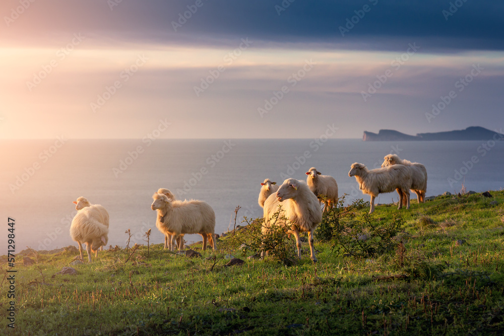 Fototapeta premium Herd of Sheep on the green grass by the Sea Coast. Sardinia, Italy. Cloudy Sunset Sky