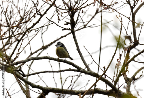 Blue tit "Caeruleus cyanistes" bird on branch of blossom tree at start of Spring season. Background wooden twigs and branches. Dublin, Ireland