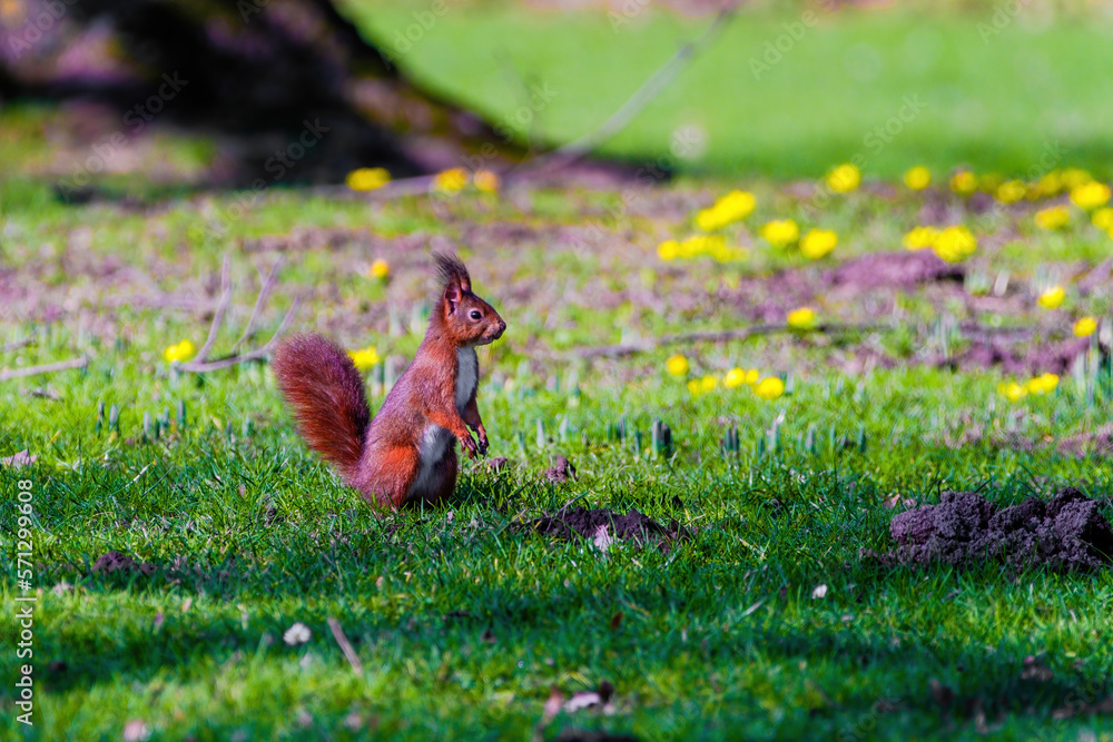 Fototapeta premium cute young squirrel playing on green meadow at park, wildlife