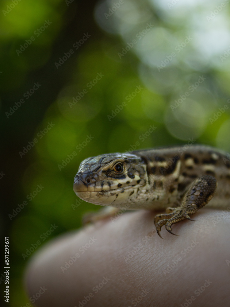 Close-up photo of a lizard on the hand. Sand lizard (Lacerta agilis) Close-up photo of a lizard on the hand. Sand lizard (Lacerta agilis)