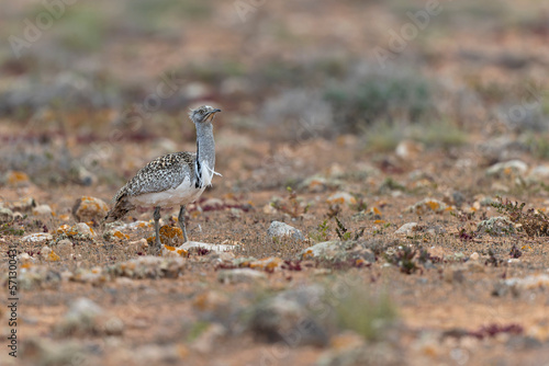 A Canarian houbara  Chlamydotis undulata fuertaventurae  foraging in the arid landscape of Fuerteventura Spain.