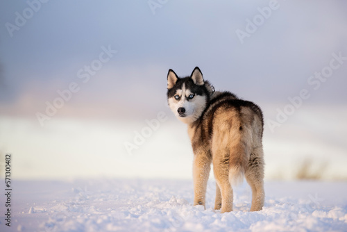 black and white siberian husky with blue eyes walks in the snow in winter against the background of the evening sky