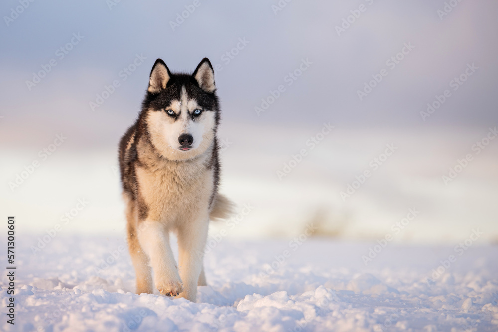 black and white siberian husky with blue eyes walks in the snow in winter against the background of the evening sky black and white siberian husky with blue eyes walks in the snow in winter against the background of the evening sky