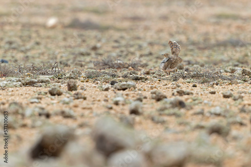 A Canarian houbara (Chlamydotis undulata fuertaventurae) foraging in the arid landscape of Fuerteventura Spain. © Bouke