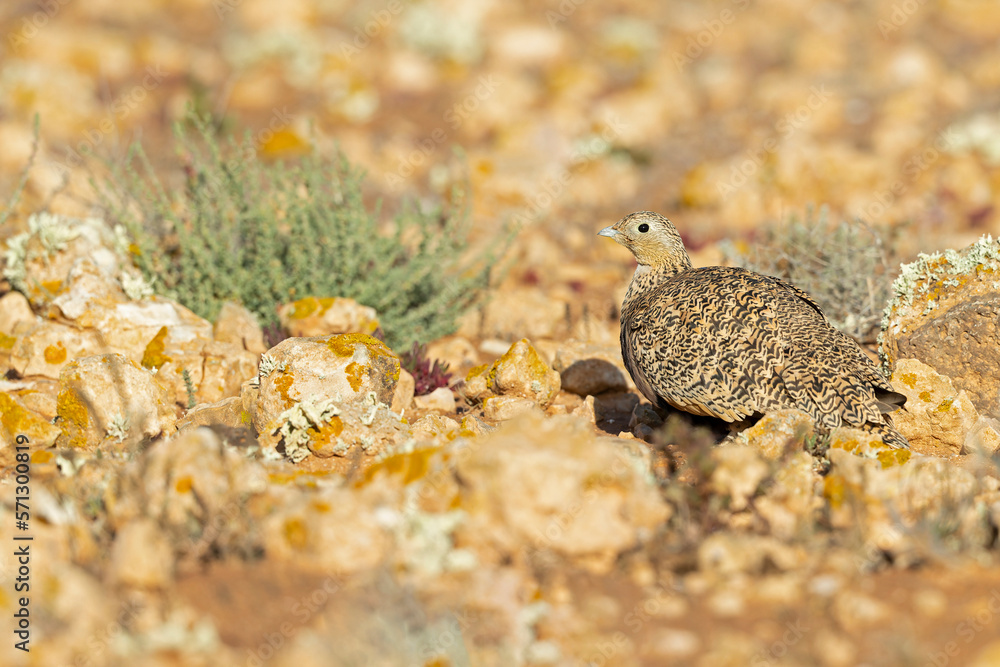 A female black-bellied sandgrouse (Pterocles orientalis) foraging in the arid landscape of Fuerteventura Spain.