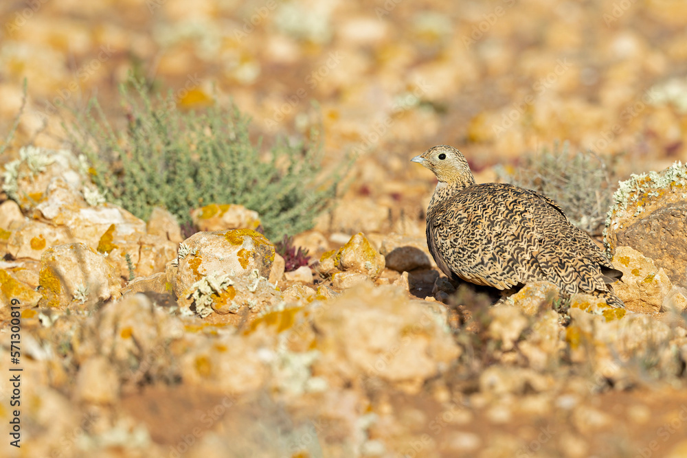 Obraz premium A female black-bellied sandgrouse (Pterocles orientalis) foraging in the arid landscape of Fuerteventura Spain.