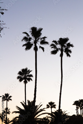 summer palm trees