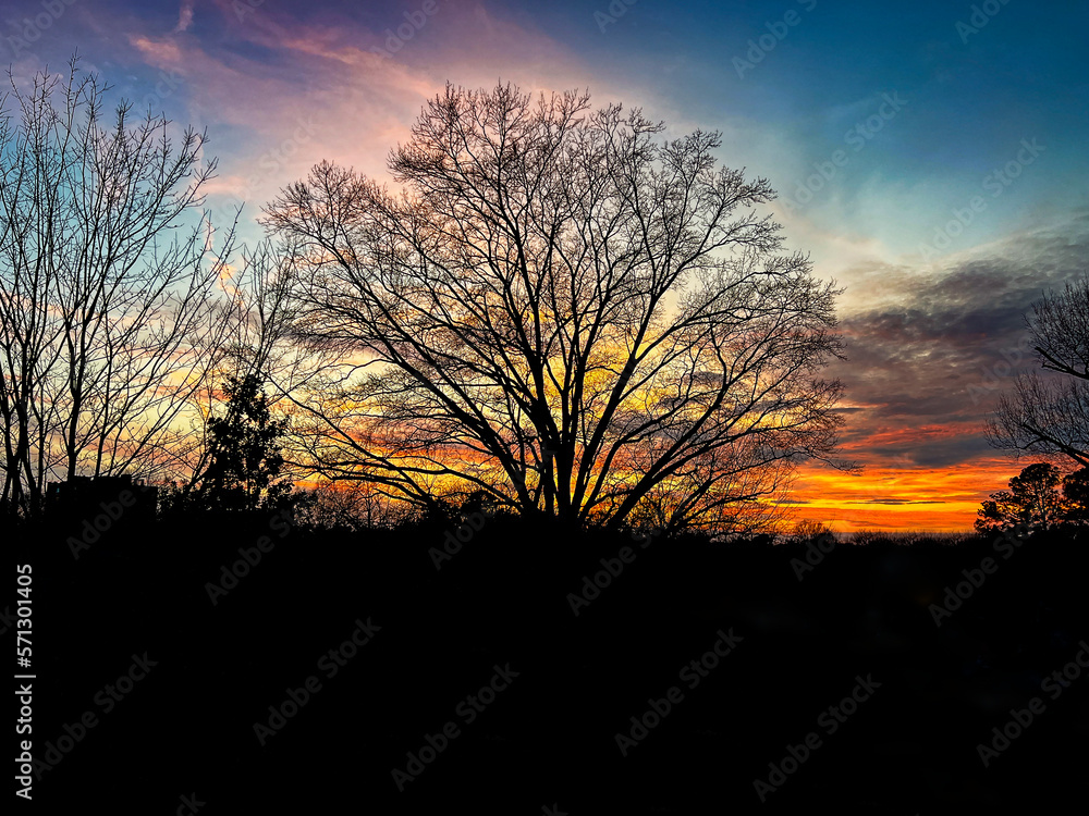 Silhouette of a large leafless oak tree isolated against a beautiful colorful sunset